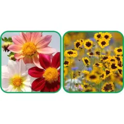 Aero Seeds 50 Pcs Mix Colour Calliopsis (Tinctoria) &a; 50 Pcs Dahlia Top Star Flower Seeds Combo-picture-12