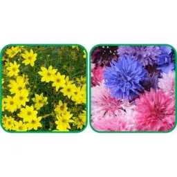 Aero Seeds 50 Pcs Mix Colour Cornflower &a; 50 Pcs Coreopsis Flower Seeds Combo-picture-30