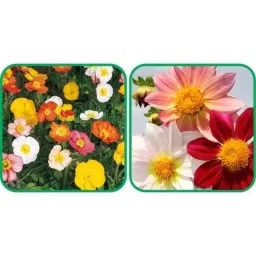 Aero Seeds 50 Pcs Mix Colour Dahlia Top Star &a; 50 Pcs Poppy Iceland Flower Seeds Combo-picture-29