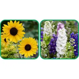Aero Seeds 50 Pcs Mix Colour Delphinium &a; 50 Pcs Sunflower Tall Flower Seeds Combo-picture-14