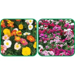 Aero Seeds 50 Pcs Mix Colour Dianthus &a; 50 Pcs Poppy Iceland Flower Seeds Combo-picture-16