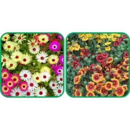 Aero Seeds 50 Pcs Mix Colour Gaillardia Aristata &a; 50 Pcs Dianthus Flower Seeds Combo-picture-46