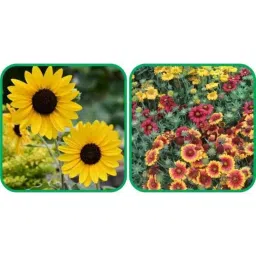 Aero Seeds 50 Pcs Mix Colour Gaillardia Aristata &a; 50 Pcs Poppy Iceland Flower Seeds Combo-picture-18
