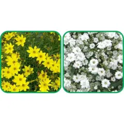 Aero Seeds 50 Pcs Mix Colour Gazania &a; 50 Pcs Sunflower Tall Flower Seeds Combo-picture-38