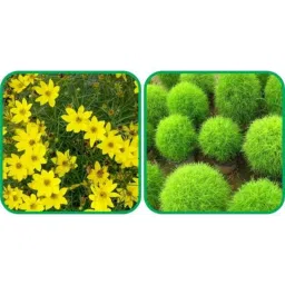 Aero Seeds 50 Pcs Mix Colour Ice Flower &a; 50 Pcs Sunflower Tall Flower Seeds Combo-picture-47