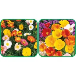Aero Seeds 50 Pcs Mix Colour Poppy California &a; 50 Pcs Ice Flower Seeds Combo-picture-28