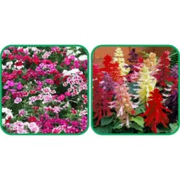 Aero Seeds 50 Pcs Mix Colour Salvia &a; 50 Pcs Dahlia Top Star Flower Seeds Combo-picture-14