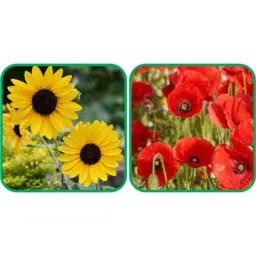 Aero Seeds 50 Pcs Red Poppy &a; 50 Pcs Mix Color Poppy Iceland Flower Seeds Combo-picture-15