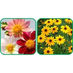 Aero Seeds 50 Pcs Sunflower Miniature &a; 50 Pcs Mix Colour Coreopsis Flower Seeds Combo-picture-19