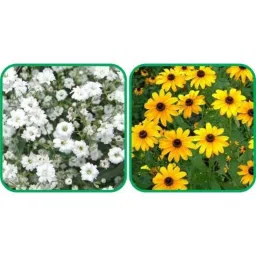 Aero Seeds 50 Pcs Sunflower Miniature &a; 50 Pcs White Gypsophila Elegans Flower Seeds Combo-picture-39