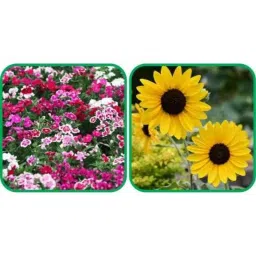 Aero Seeds 50 Pcs Sunflower Tall &a; 50 Pcs Mix Color Dianthus Flower Seeds Combo-picture-14