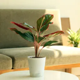 Aglaonema Lipstick Plant-picture-21