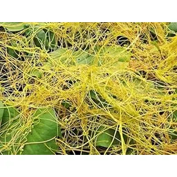 Amarbel plant | Herb plant | 20 gram image 1
