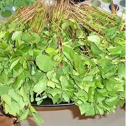 Ambaadi/Pitwaa/Gongura/Mwitha - 100g Seed (1000 per packet)-picture-11