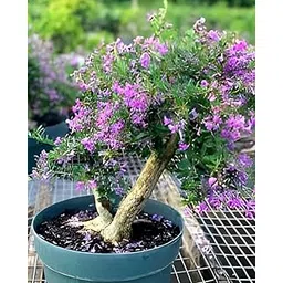 APOSOLUARD®Vietnamese blue bell tree Desmodium Trifidacanthus unifoliolatus Blue Braya Pre Bonsai (Medium Size) Healthy Bonsai Sapling Plant-picture-12