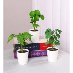 arick decor Pack of 3 Artificial Tabletops Potted Succulent Plants-picture-10