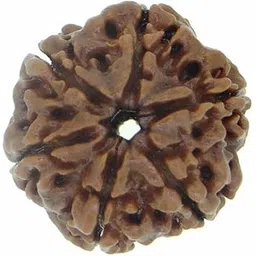 arihant gems & jewels Arihant Gems and Jewels® Nepali Rudraksha | Natural & Certified | Astrological Six Mukhi/Faced Rudraksha | Positive Effect | Unisex Both for Men & Women-picture-46