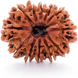 ARKAM Twelve Mukhi Rudraksha Certified/Original Nepali 12 Mukhi Rudraksh/Natural 12 Faced Rudraksha (Brown) with Certificate and Puja Instructions-picture-42