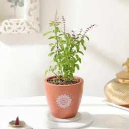Aromatic Holy Basil Plant-picture-37