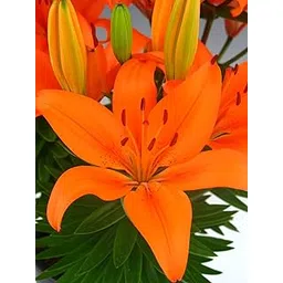 Asiatic Lily Flower Plant Live Pot BY Zabbus Orange Color 1 flower bulbs-image-1