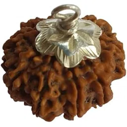 Astro Cart 11 Mukhi Rudraksha Original Certified Nepali Igl. Lab 11 Face Rudraksha Nepal Pure Rudraksha Eleven Mukhi 23mm Oval Gyarah Mukhi Rudraksha Bead ग्यारह मुखी रुद्राक्ष Blessing Maruti Nandan-picture-38