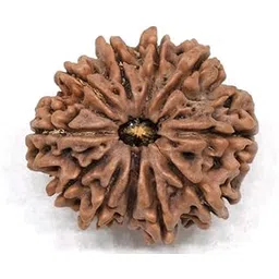 astro cart 11 Mukhi Rudraksha Pendant ग्यारह मुखी रुद्राक्ष Oval Shape Gyarah Mukhi Nepal Rudraksha Bead Original Certified Pure Eleven Face Rudraksha For Dhyan-picture-53