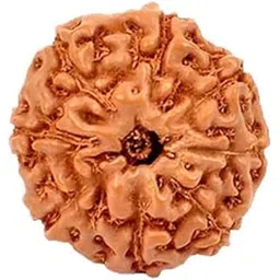 Astro Cart 8 Mukhi Indonesian Rudraksha Round Aath Mukhi Rudraksha Original Certified Ashta Mukhi Rudraksha from Indonesia Prayer Bead Brown 8 Face|Eight Face Rudraksha for Puja-picture-33
