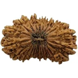 astro cart Certified 19 Mukhi Nepal Rudraksha Jap Bead Pure Unnis Mukhi Rudraksha Original 19 मुखी नेपाल रुद्राक्ष Nineteen Face Rudraksha Silver Pendant For Puja-picture-40