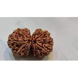 Astro Cart Gowri Shankar Rudraksha Bead Combined Rudraksha गौरी शंकर रुद्राक्ष Gori Shankar Rudraksha नेपाली गौरी शंकर रुद्राक्ष Gaurishankar Rudraksha Igl Certificate 29mm for Puja-picture-33