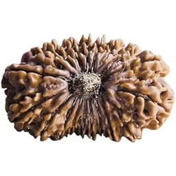 astro cart Natural 19 Face Rudraksha Pendant Brown Nineteen Face Rudraksha Nepali Original Certified 19 मुखी रुद्राक्ष Unnis Mukhi Rudraksha Locket For Puja-picture-14