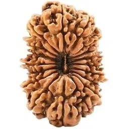 astro cart Natural Unnis Mukhi Rudraksha Silver Pendant Original 19 Mukhi Rudraksha Bead Nineteen Mukhi Rudraksha IGL Certified 19 मुखी रुद्राक्ष For Locket-picture-29