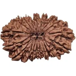 astro cart Nineteen Mukhi Rudraksha With Certificate Pure 19 Face Rudraksha Original उन्नीस मुखी रुद्राक्ष 19 Mukhi Nepali Rudraksha For Unnis Mukhi Rudraksha Pendant-picture-43