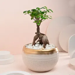Beautiful Bonsai Plant In Ceramic Pot-picture-27
