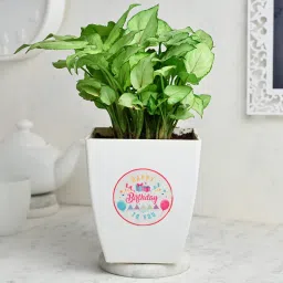 Birthday Syngonium Plant image 1