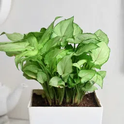 Birthday Syngonium Plant image 2