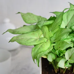 Birthday Syngonium Plant image 3