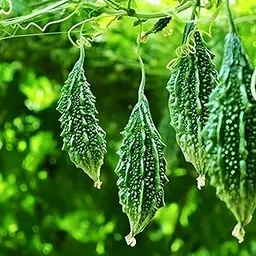 Bitter Gourd Seeds (Karela) – High Germination, Hybrid Variety for Home Garden & Organic (pack of 30)-picture-11