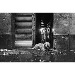 Black and White Ascetic Trance Poster with Frame-picture-50