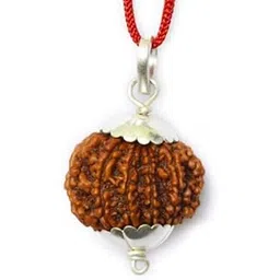 BluDiamond 12 मुखी नेपाली रुद्राक्ष Barah Mukhi Rudraksha Original Certified 12 Mukhi Rudraksha Pendent Oval Twelve Mukhi बारह मुखी रुद्राक्ष 12 Face Rudraksha Beads for Bracelet-picture-21