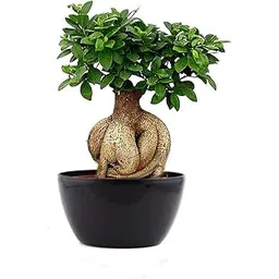 Bonsai Live Plant - 5 Years Old Ficus Microcarpa Bonsai Plants In Black Ceramic Pot | Unique Bonsai Plants for Home Indoor | Ideal for Office, Living Room, Balcony, White Pot-picture-18