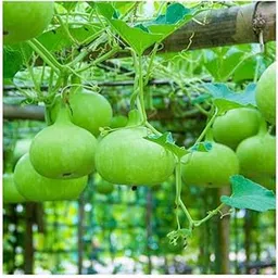 Bottle Gourd Round F1 Hybrid Seeds - 15 Seeds (गोल लौकी के बीज, High Germination, High Yield-picture-21