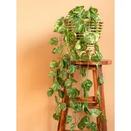 BS AMOR Green Set of 5 Artificial Money Plant Creepers-picture-41