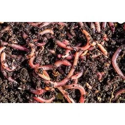 केंचुए सीधे केंचुआ फार्म से BUY250 Red Composting Worm, Red Wigglers, Composting Earthworms - – Eisenia fetida - 400gm-picture-12
