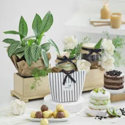 Calathea Wishes-picture-28