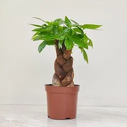 CAPPL Real Pachira Aquatica Money Tree Live Indoor Plant with 10 cm Pot for Living Room, Desk, Table Corner, Office, Home Decoration-picture-17