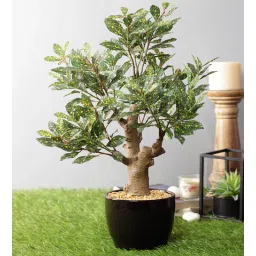 casacraft from pepperfry Artificial Green Yellow Croton Bonsai Plant with Pot-picture-26