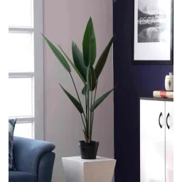 casacraft from pepperfry Green Polyester Artificial Travellers Palm Plant with Pot-picture-30