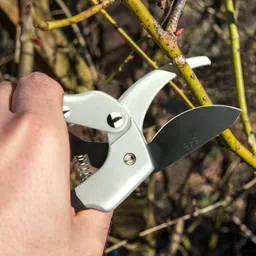 catson Gardening Scissor SK-5 Steel Blade Garden Plant Branch Sharp Cutter 8 Inch Pruning Secateurs Anvil Pruner image 3