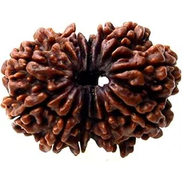 12 Mukhi Rudraksha Nepali 12 Mukhi Rudraksha Original Certified 24mm With Capping 12 मुखी नेपाली रुद्राक्ष Twelve Mukhi 12 Face Rudraksha Original Certified Nepal 12 Mukhi Rudraksha Nepali By Certified Gems-picture-27