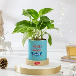 Christmas Money Plant Ceramic Planter Gift-picture-11